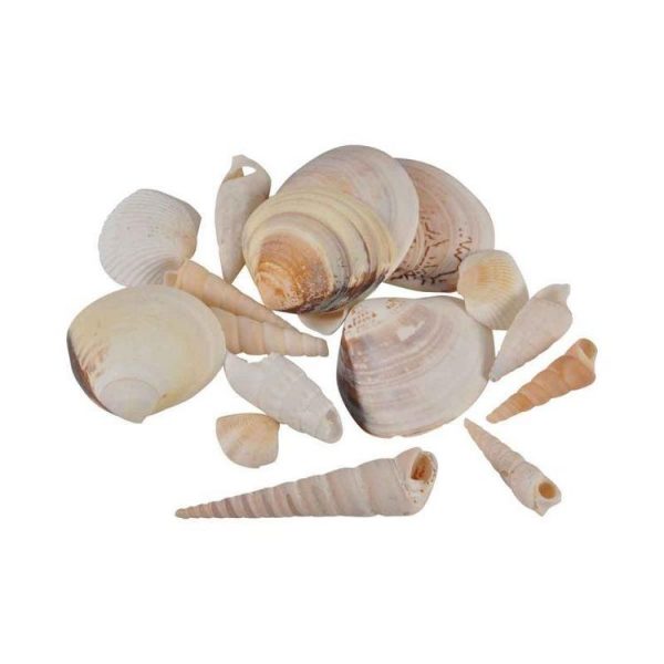 Paris Prix Assortiment De Coquillages Shellfish 100g Naturel 1